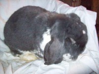 /album/francuzsky-baran1/z-foto-024-jpg2/